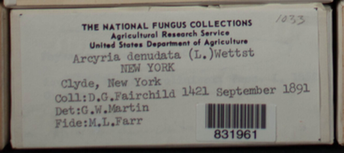 Arcyria denudata image